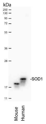western blot using anti-SOD1 antibodies aa 135-153